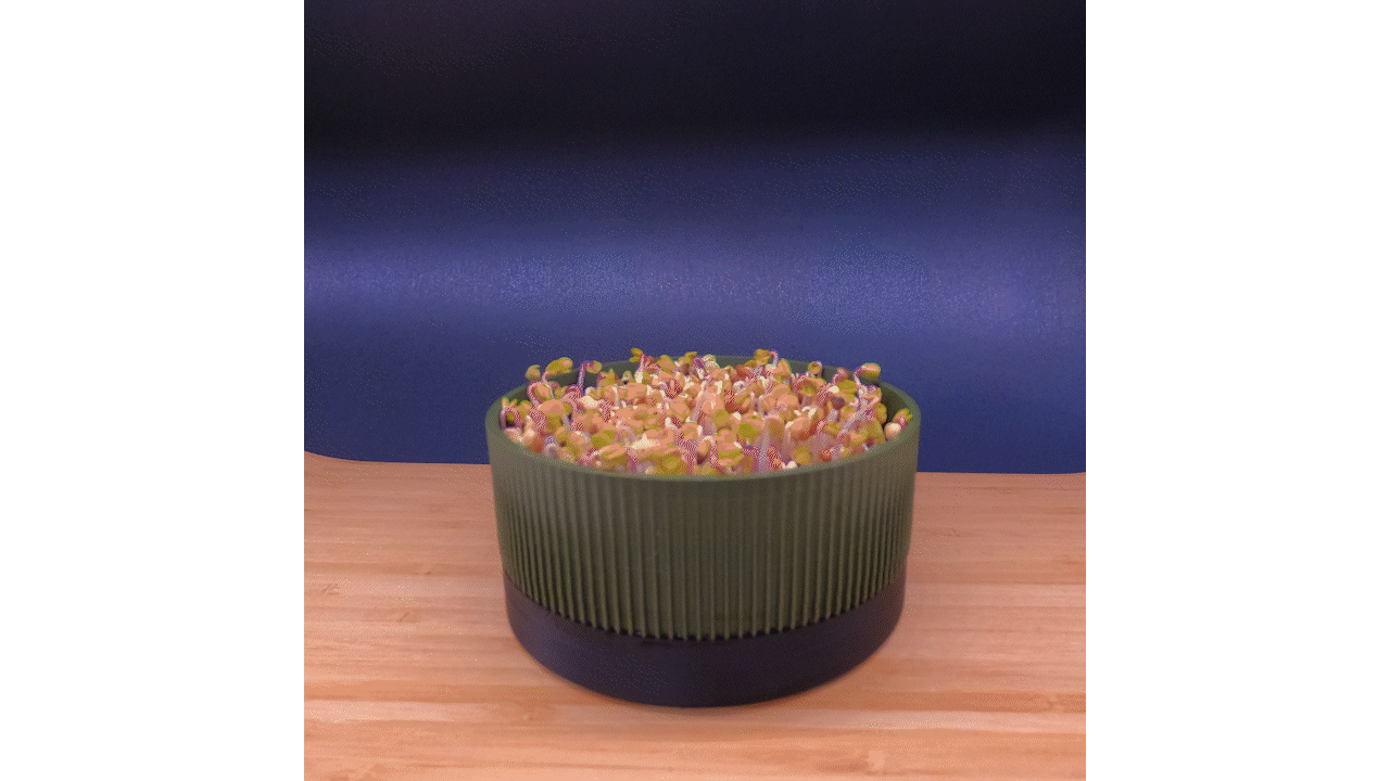 Gif groei microgroenten