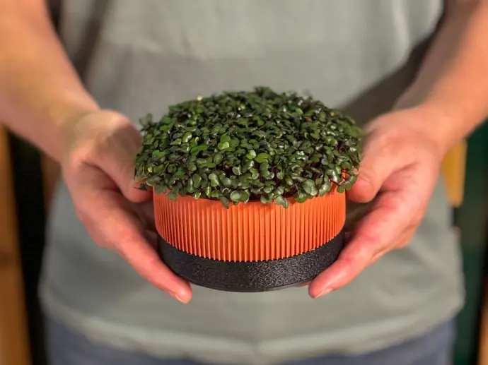 Ichi growkit in handen