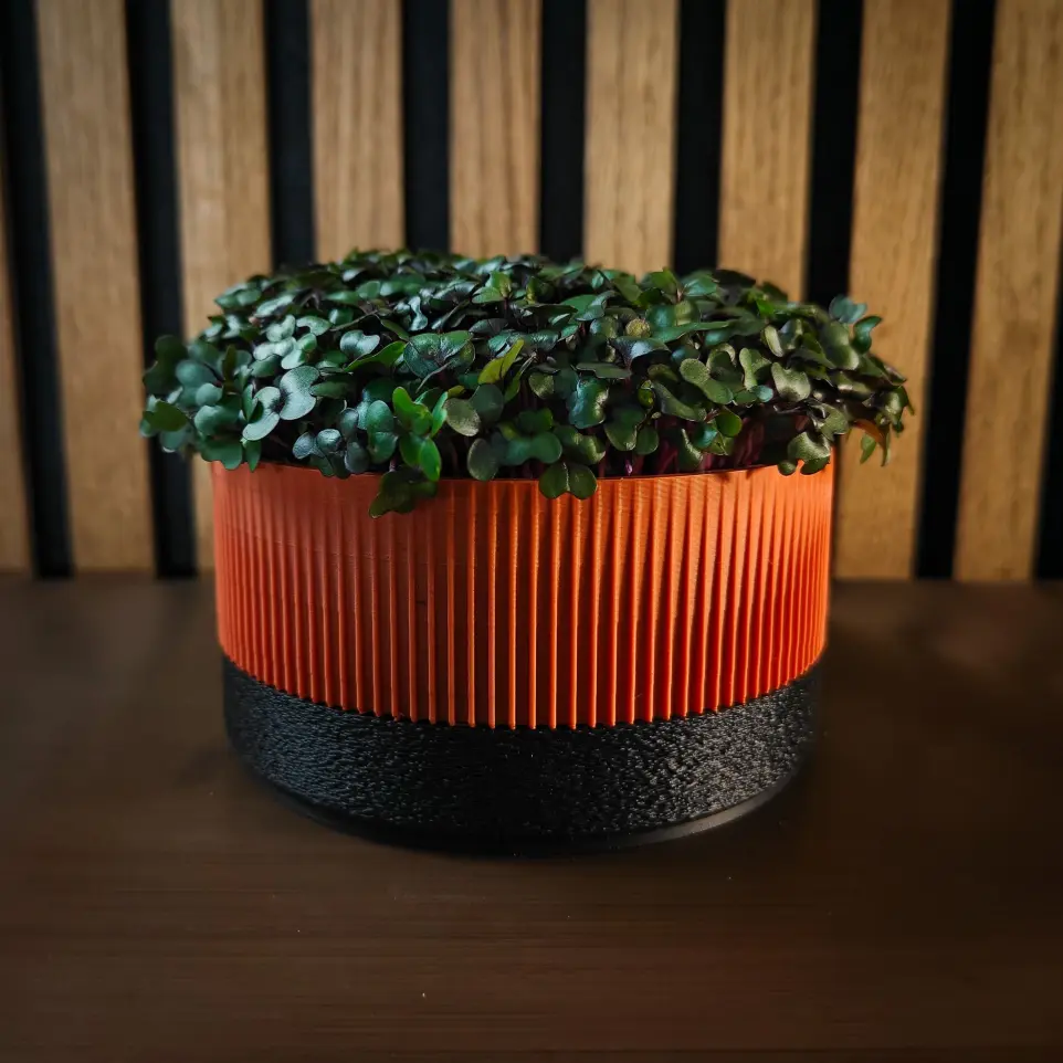 Terra - Black Ichi growkit