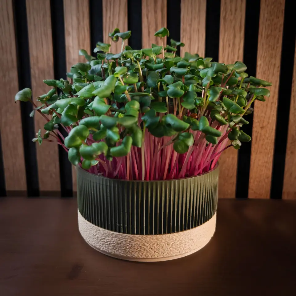 Forrest - Sand Ichi growkit