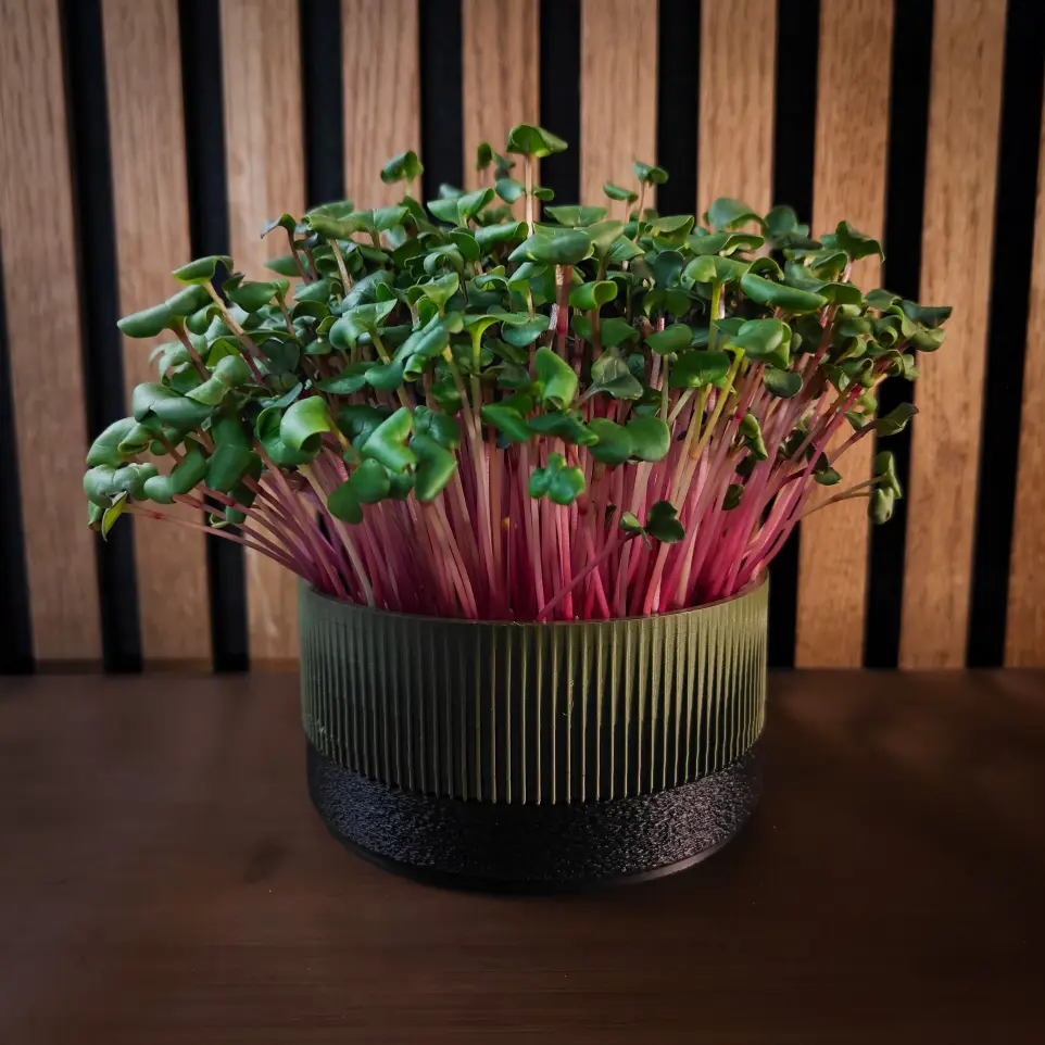 Forrest - Black Ichi growkit