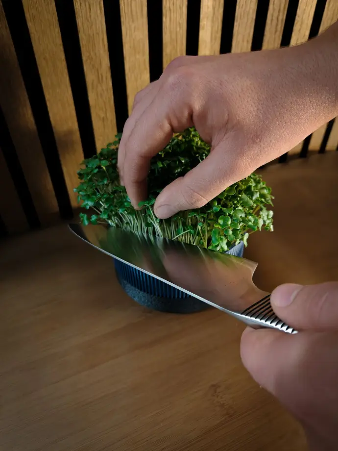 Foto van oogsten microgroenten