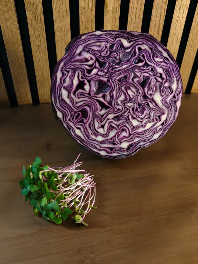 Microgroenen rode kool