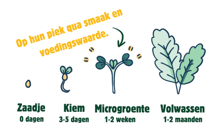 Uitleg kiemen &amp; microgroenten