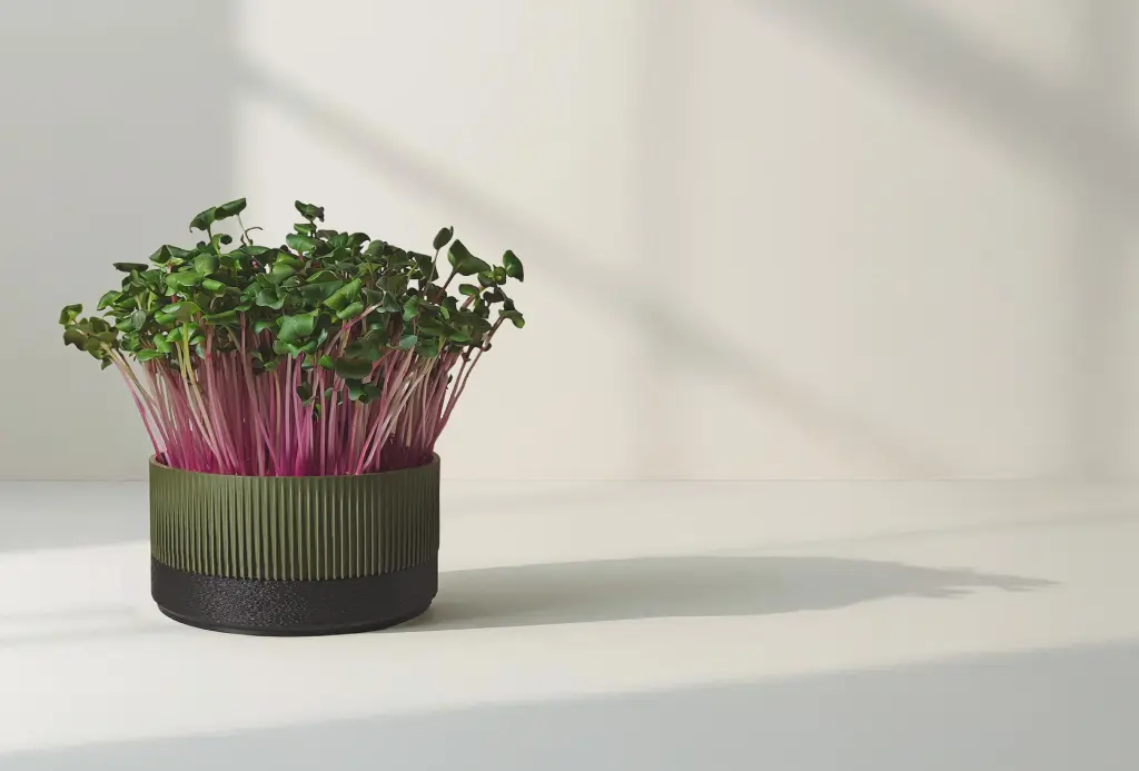 Ichi home links.webp